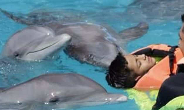 Retoman terapia asistida con Delfines