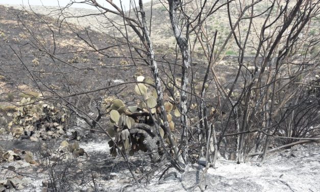 LOGRAN EXTINGUIR FUERTE INCENDIO FORESTAL EN MEXQUITIC.