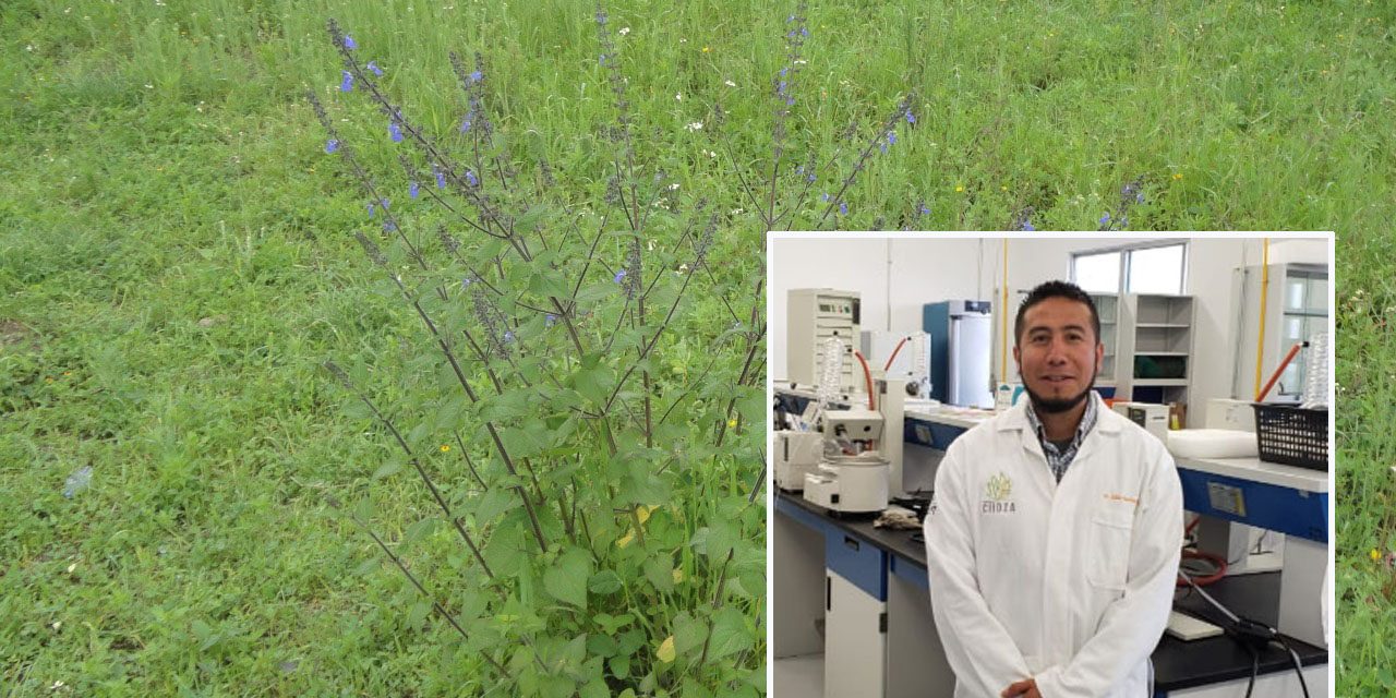 Descubren investigadores del IPICYT plantas desérticas con propiedades para tratamiento del cáncer.