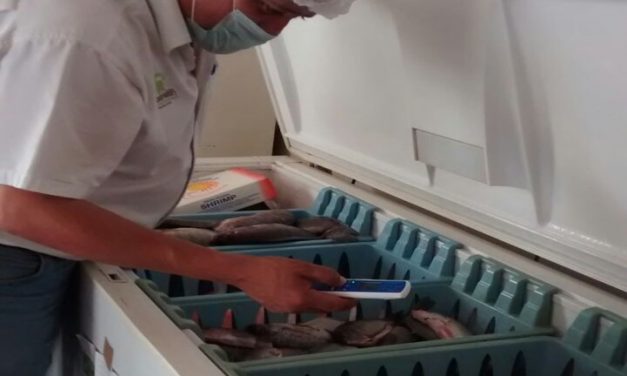 Destruye la COEPRIS más de 8 kilogramos de producto del mar.