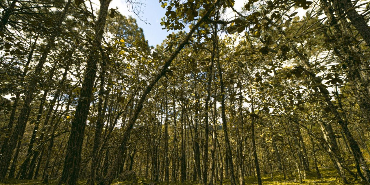 JMCL decreta ejido La Loma como Área Natural Protegida.