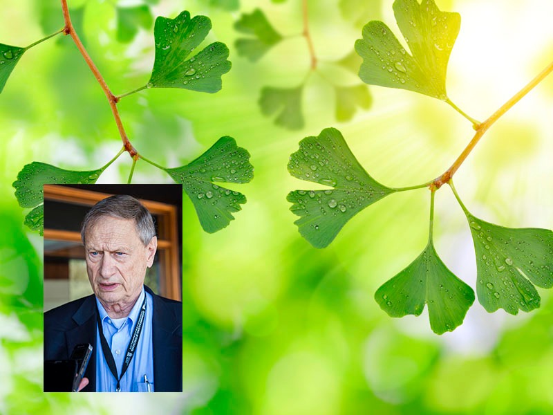 Preocupa en México y EU, elevado consumo de ginkgo biloba: especialista.