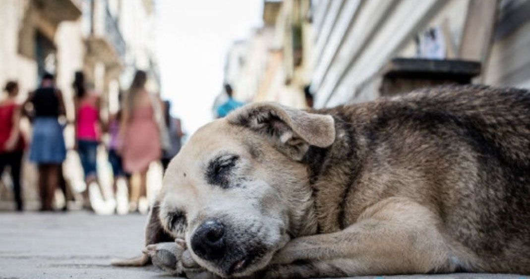 Plantean sanciones para quienes no recojan el excremento de sus mascotas y por maltrato o abandono.