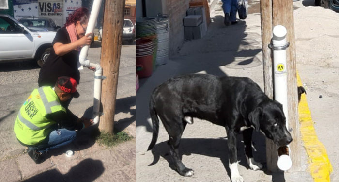 Aumenta ayuntamiento de Soledad dispensadores de alimentos para perros en condición de calle.