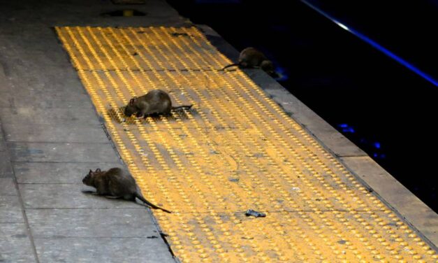 Aumenta el canibalismo entre las ratas debido a la falta de basura que generó la cuarentena.