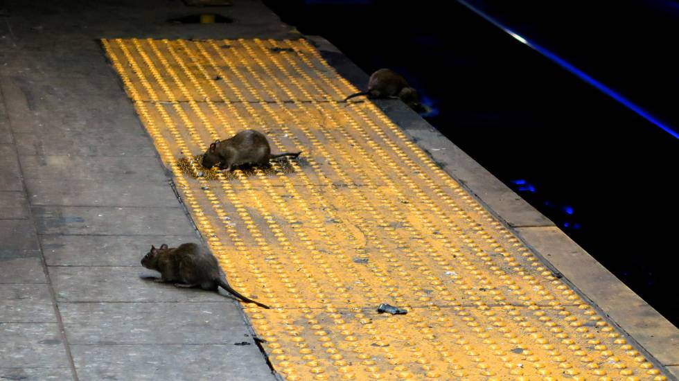 Aumenta el canibalismo entre las ratas debido a la falta de basura que generó la cuarentena.