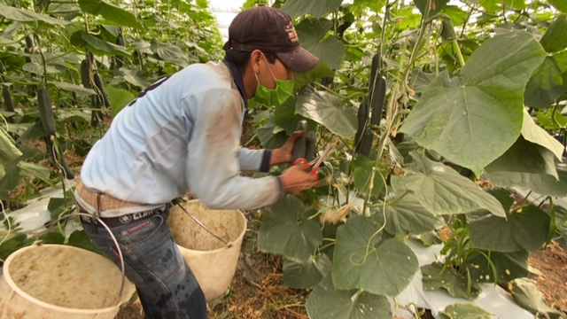 10 millones de toneladas de productos agrícolas se producen en SLP