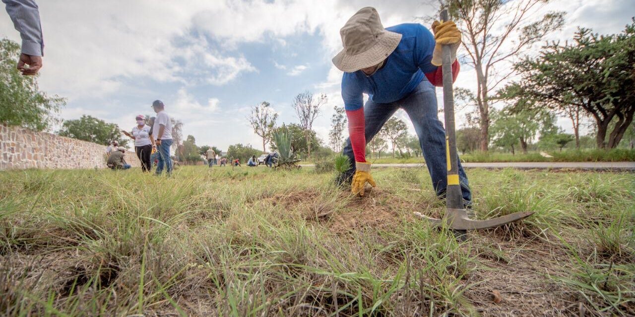 Segam y Conafor inician programa de reforestación 2020.