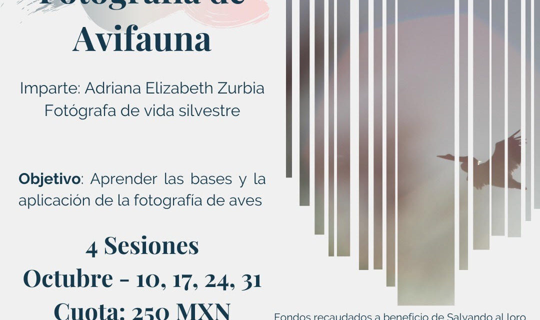 Invita Copocyt a curso virtual de fotografía de Avifauna